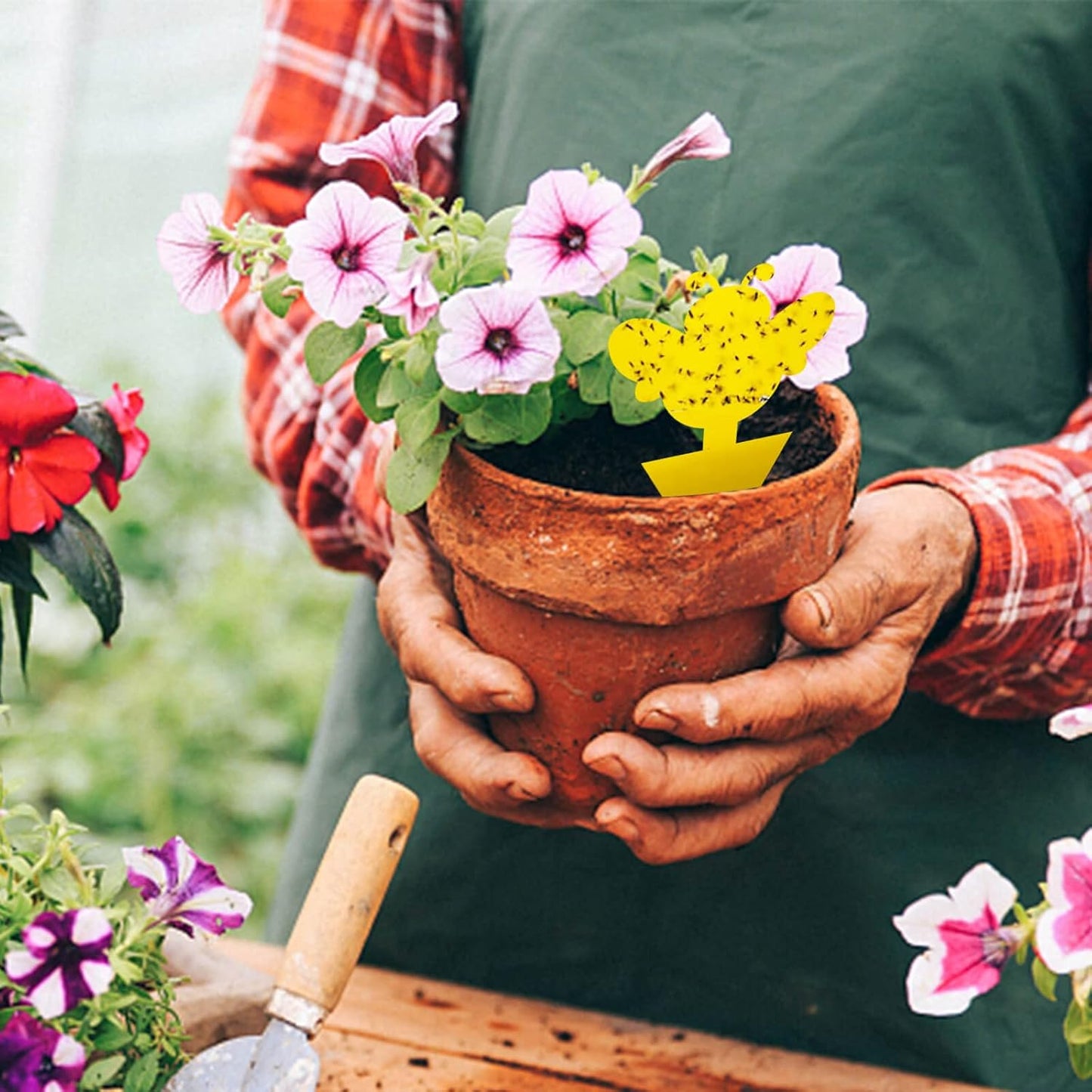 Blooven 60 PCS Fruit Fly Traps, Double-sided Fungus Gnat Sticky Catcher For Multiple Insects, Plant Fly Control Indoor (60 PCS Yellow)