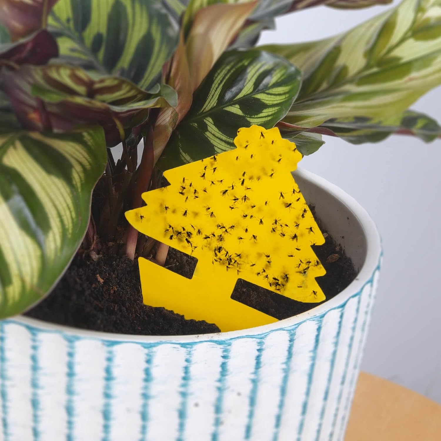 Blooven 60 PCS Fruit Fly Traps, Double-sided Fungus Gnat Sticky Catcher For Multiple Insects, Plant Fly Control Indoor (60 PCS Yellow)