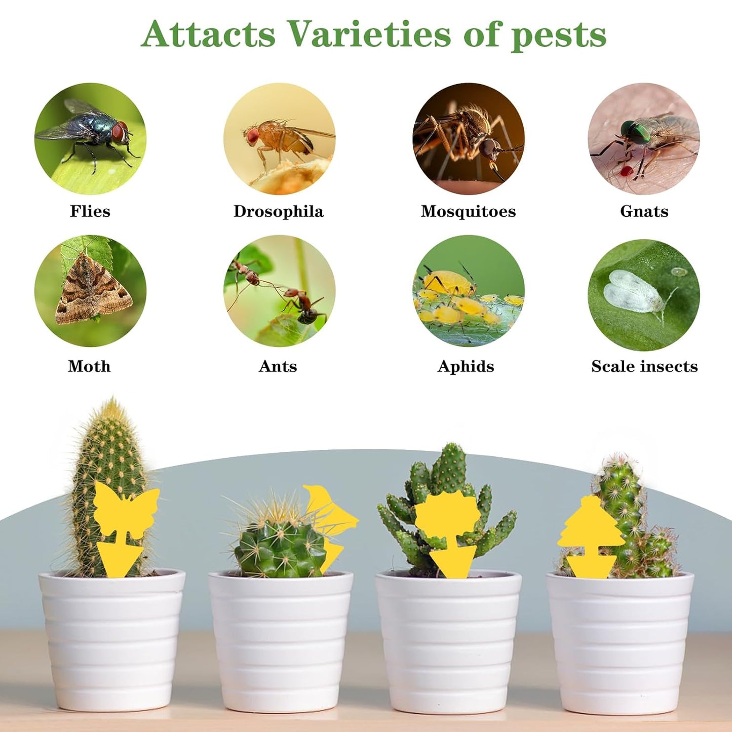 aonova Fruit Fly Traps, Pack 30 Yellow Double-sided Fungus Gnat Sticky Catcher for Plants Indoor and Outdoor Insects Fly Control - Non-Toxic, Waterproof