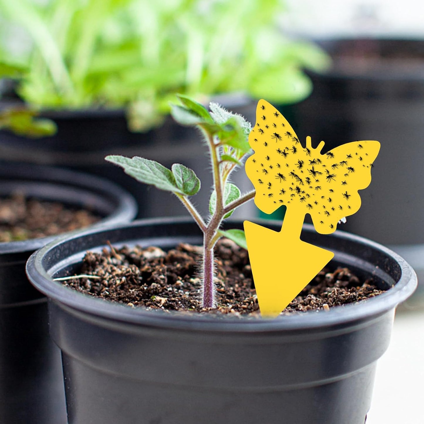 aonova Fruit Fly Traps, Pack 30 Yellow Double-sided Fungus Gnat Sticky Catcher for Plants Indoor and Outdoor Insects Fly Control - Non-Toxic, Waterproof