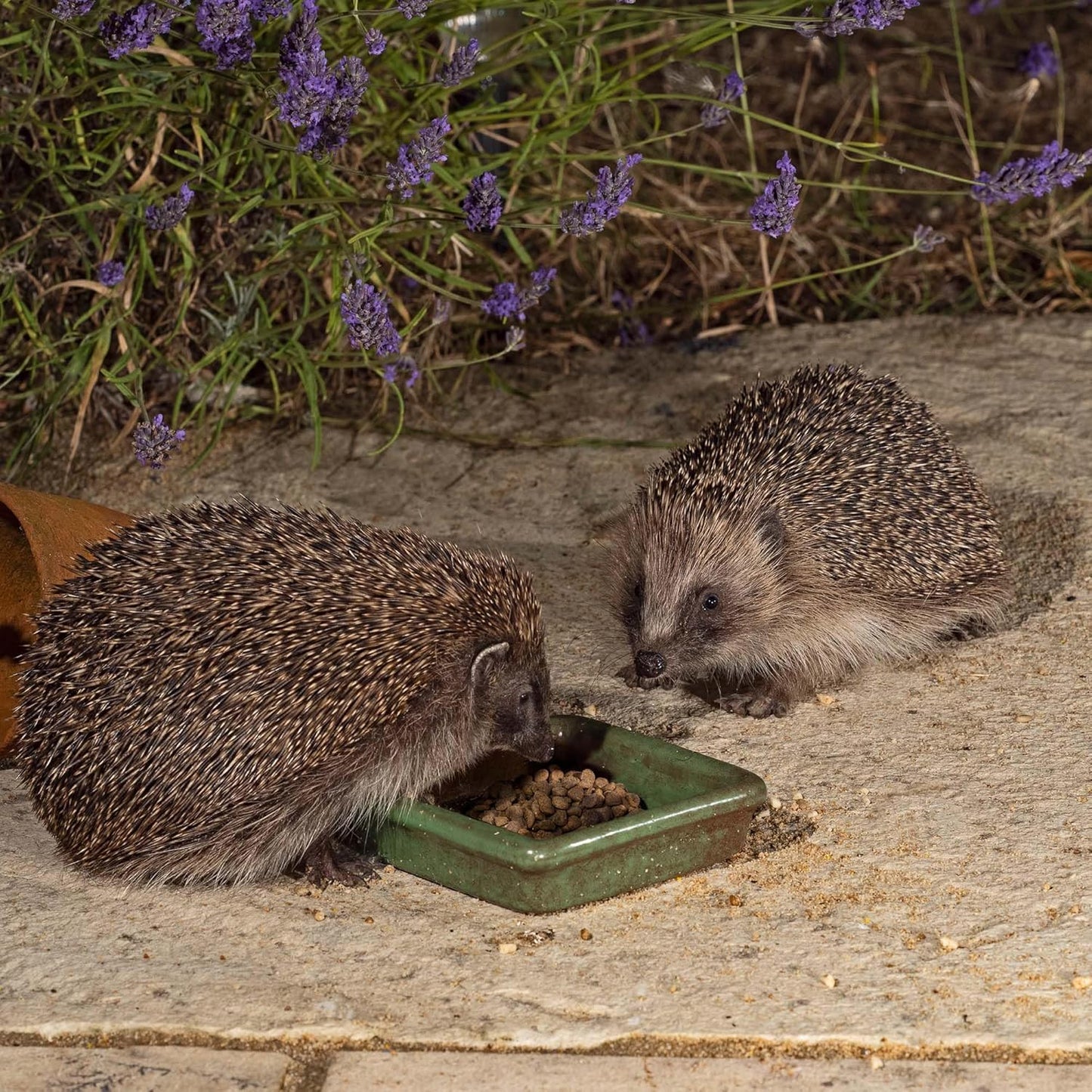 Vale’s™ Hedgehog Food – specially developed – used daily at Vale Wildlife Hospital – meaty, crunchy biscuits, high in fibre – suitable and nutritious – ideal addition to their natural diet (1.5kg)