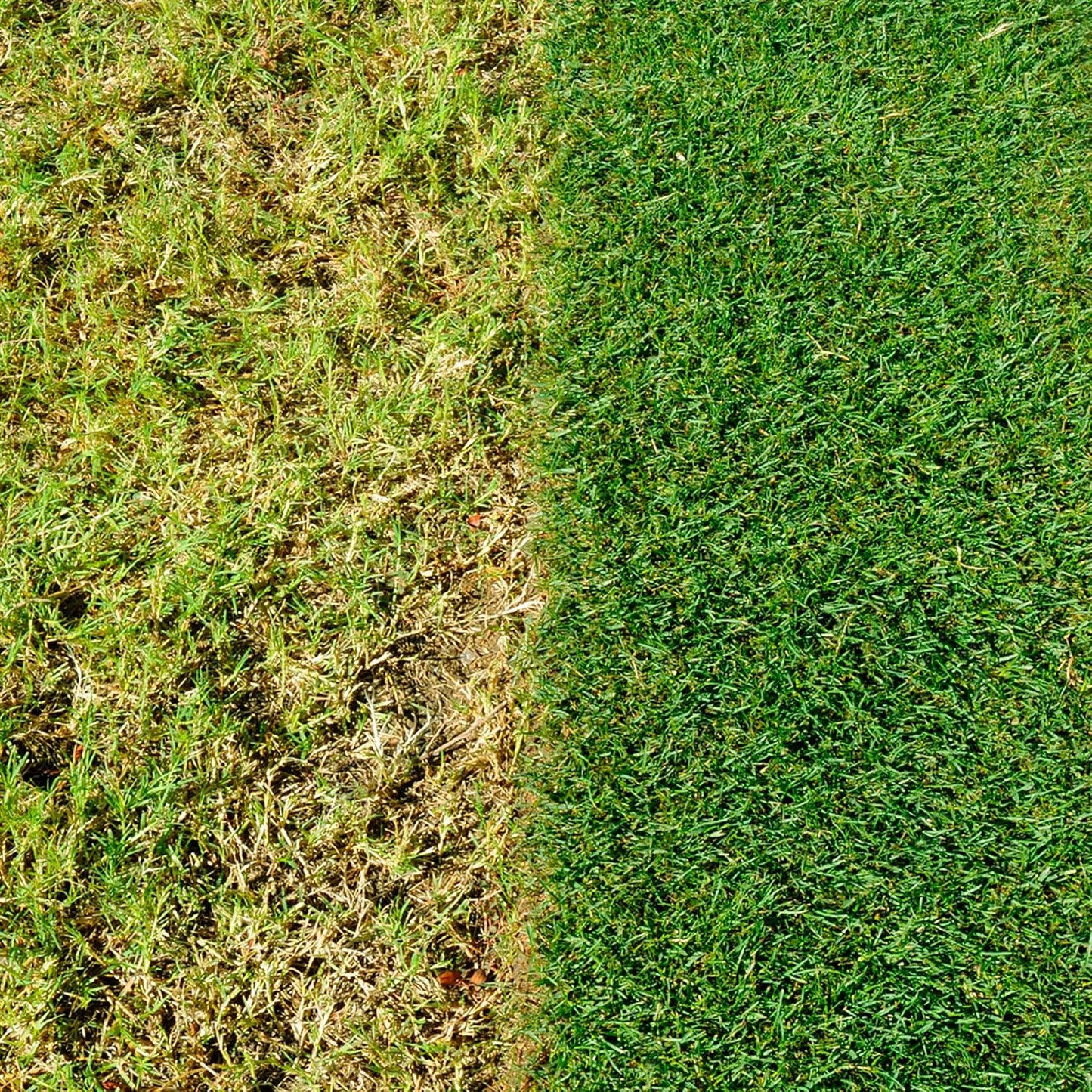 Miracle-Gro Evergreen Complete 4-in-1 Lawn Food, Weed & Moss Control, 360 m2, Yellow